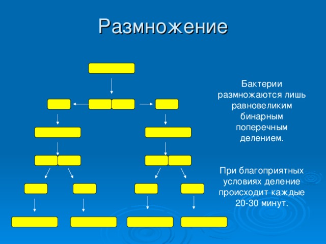 Бактерии размножаются лишь равновеликим бинарным поперечным делением. При благоприятных условиях деление происходит каждые 20-30 минут . 