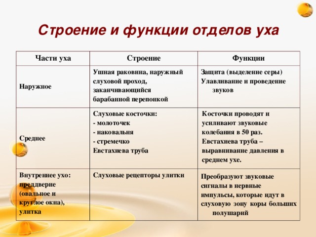 Строение и функции отделов уха Части уха Строение Наружное Функции Ушная раковина, наружный слуховой проход, заканчивающийся барабанной перепонкой Среднее Слуховые косточки: - молоточек - наковальня - стремечко Евстахиева труба Защита (выделение серы) Улавливание и проведение звуков Внутреннее ухо: преддверие (овальное и круглое окна), улитка Косточки проводят и усиливают звуковые колебания в 50 раз. Евстахиева труба – выравнивание давления в среднем ухе. Слуховые рецепторы улитки Преобразуют звуковые сигналы в нервные импульсы, которые идут в слуховую зону коры больших полушарий