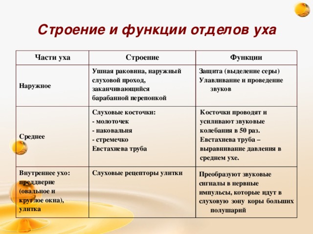 Строение и функции отделов уха Части уха Строение Наружное Среднее Функции Ушная раковина, наружный слуховой проход, Слуховые косточки: Внутреннее ухо: Защита (выделение серы) - молоточек Улавливание и проведение звуков Косточки проводят и Слуховые рецепторы улитки заканчивающийся преддверие - наковальня барабанной перепонкой усиливают звуковые Преобразуют звуковые (овальное и - стремечко круглое окна), колебания в 50 раз. сигналы в нервные Евстахиева труба Евстахиева труба – улитка импульсы, которые идут в выравнивание давления в слуховую зону коры больших полушарий среднем ухе.