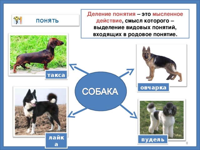 Деление понятия – это мысленное действие , смысл которого – выделение видовых понятий, входящих в родовое понятие. такса овчарка лайка пудель