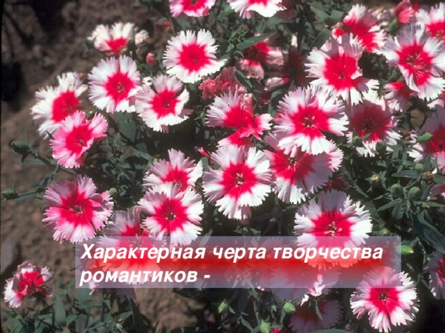 Характерная черта творчества романтиков -