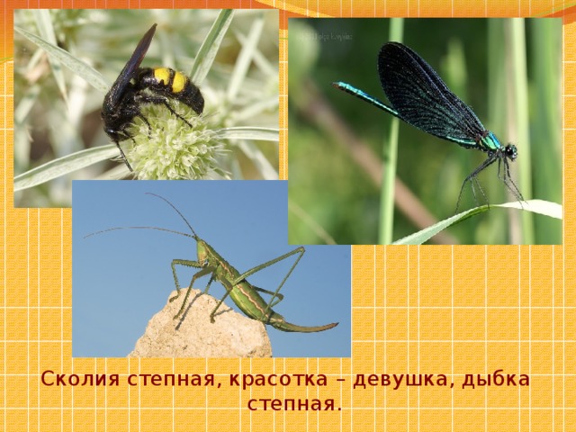 Какой тип развития характерен для дыбки степной изображенной на рисунке