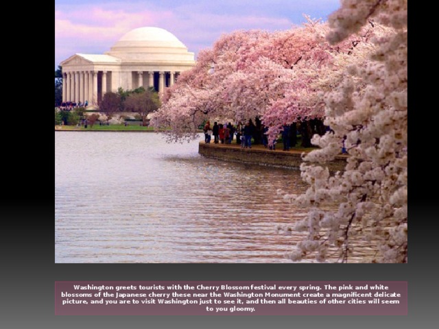 Washington greets tourists with the Cherry Blossom festival every spring. The pink and white blossoms of the Japanese cherry these near the Washington Monument create a magnificent delicate picture, and you are to visit Washington just to see it, and then all beauties of other cities will seem to you gloomy.