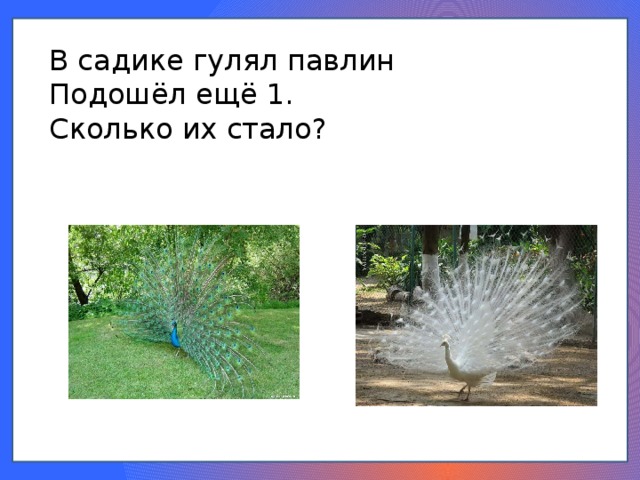 В садике гулял павлин Подошёл ещё 1. Сколько их стало? 