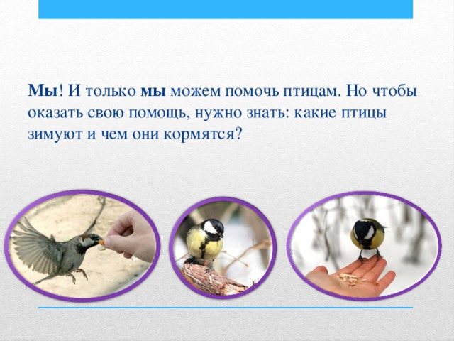 Мы ! И только мы можем помочь птицам. Но чтобы оказать свою помощь, нужно знать: какие птицы зимуют и чем они кормятся? 