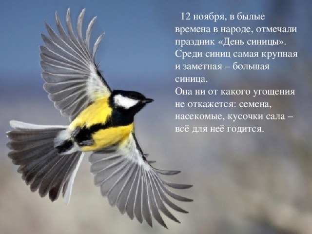  12 ноября, в былые времена в народе, отмечали праздник «День синицы». Среди синиц самая крупная и заметная – большая синица. Она ни от какого угощения не откажется: семена, насекомые, кусочки сала – всё для неё годится. Вот прилетела невеличка Желтогруденькая птичка. Ест она сало и пшеничку  А зовут ее …  синичка 