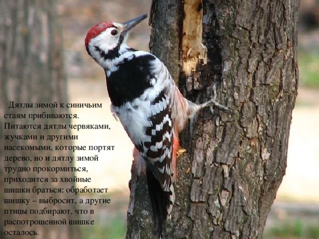  Дятлы зимой к синичьим стаям прибиваются. Питаются дятлы червяками, жучками и другими насекомыми, которые портят дерево, но и дятлу зимой трудно прокормиться, приходится за хвойные шишки браться: обработает шишку – выбросит, а другие птицы подбирают, что в распотрошенной шишке осталось. Он в берете ярко-красном, В серой курточке атласной. Он деревьям всем приятель А зовется птица …  дятел 