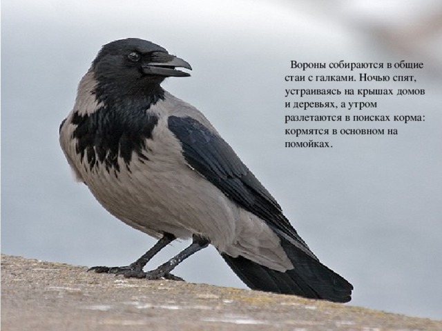 Вороны собираются в общие стаи с галками. Ночью спят, устраиваясь на крышах домов и деревьях, а утром разлетаются в поисках корма: кормятся в основном на помойках. Носит серенький жилет, Но у крыльев – черный цвет. Видишь, кружат двадцать пар И кричат: «Кар-кар-кар».  Вороны 