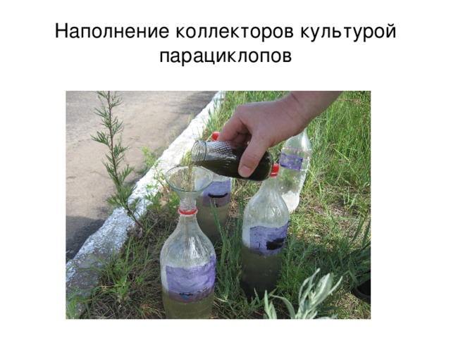 Наполнение коллекторов культурой парациклопов 