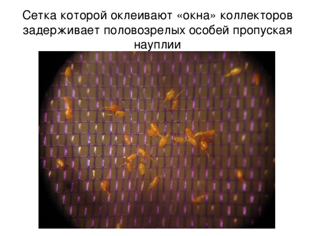 Сетка которой оклеивают «окна» коллекторов задерживает половозрелых особей пропуская науплии 