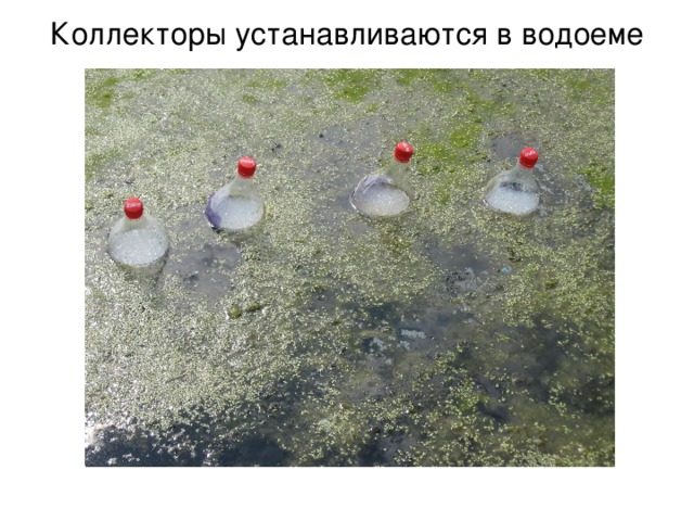 Коллекторы устанавливаются в водоеме 