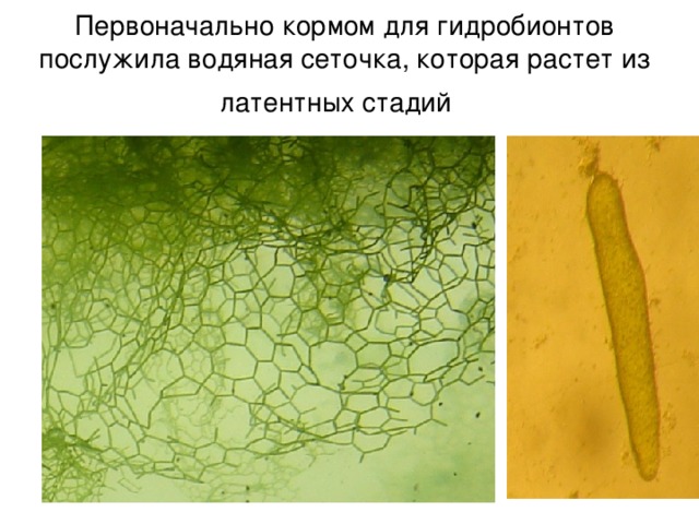 Первоначально кормом для гидробионтов послужила водяная сеточка, которая растет из латентных стадий   