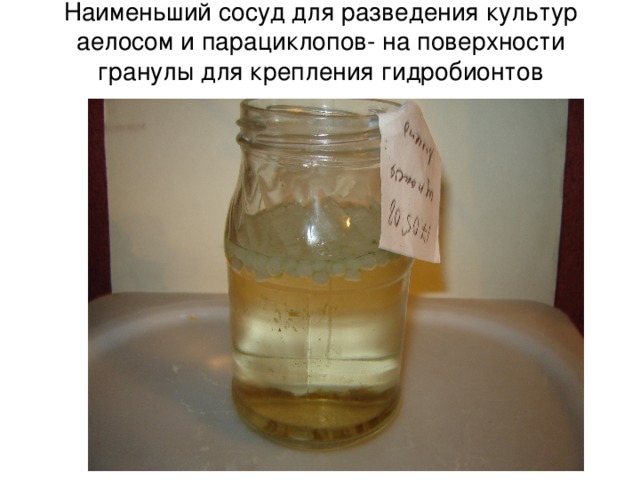 Наименьший сосуд для разведения культур аелосом и парациклопов - на поверхности гранулы для крепления гидробионтов 