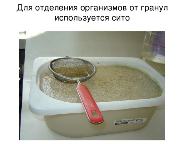 Для отделения организмов от гранул используется сито 