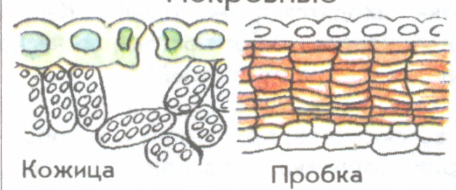 Покровная ткань у растений рисунок