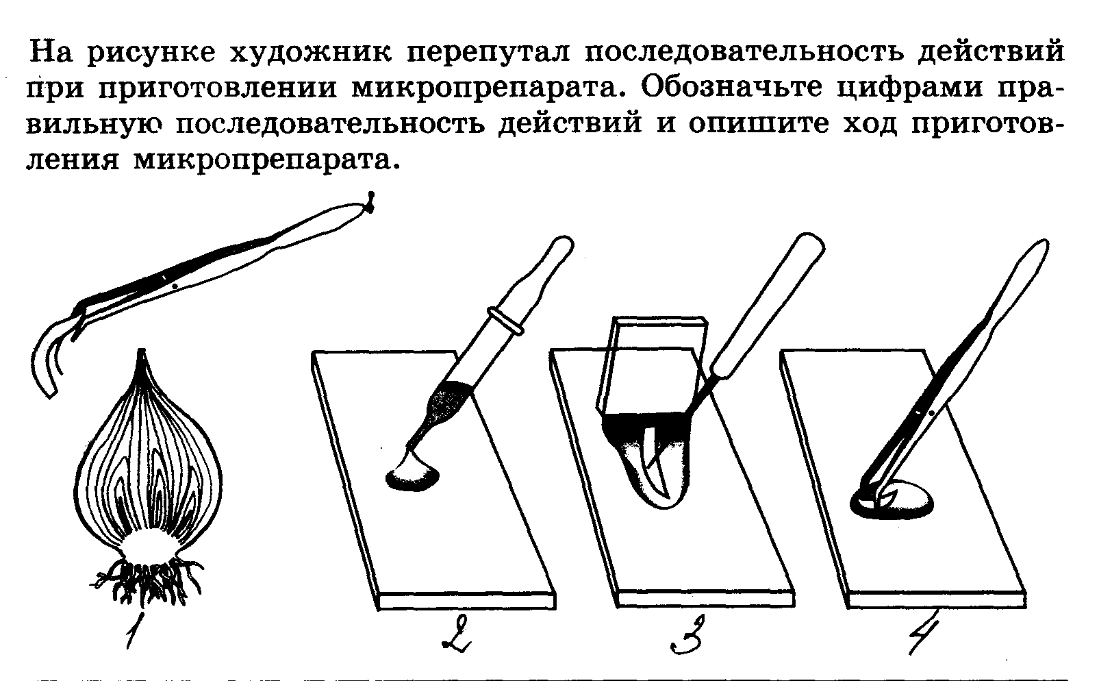 На рисунке художник перепутал последовательность действий при приготовлении микропрепарата