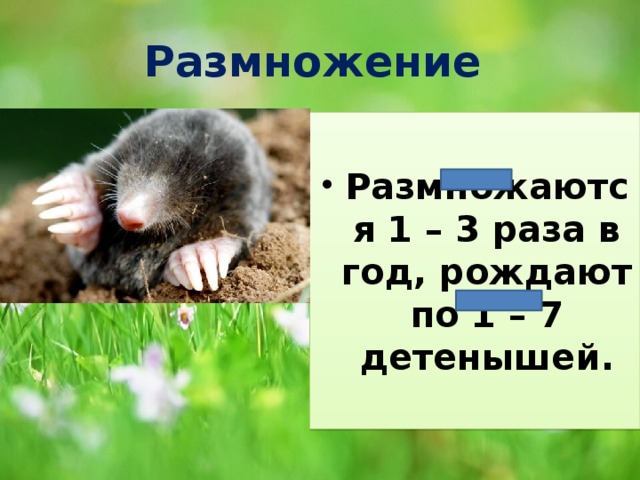 Размножение Размножаются 1 – 3 раза в год, рождают по 1 – 7 детенышей. 