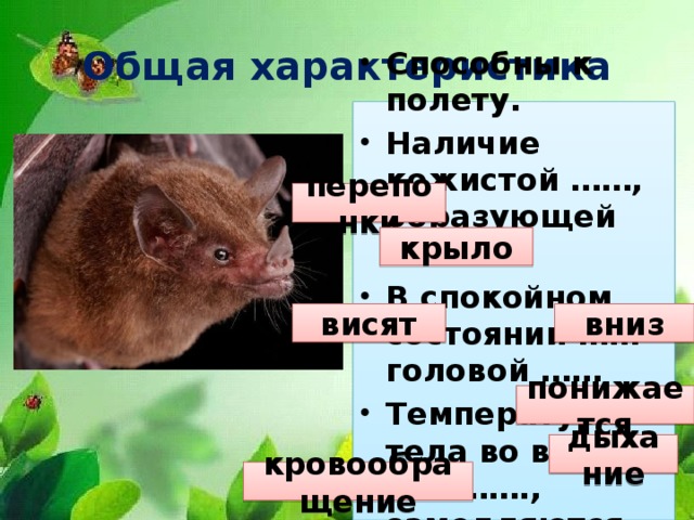 Общая характеристика Способны к полету. Наличие кожистой ……, образующей …… В спокойном состоянии …… головой …… Температура тела во время сна ……., замедляются …… и ……. перепонки крыло висят вниз понижается дыхание кровообращение 