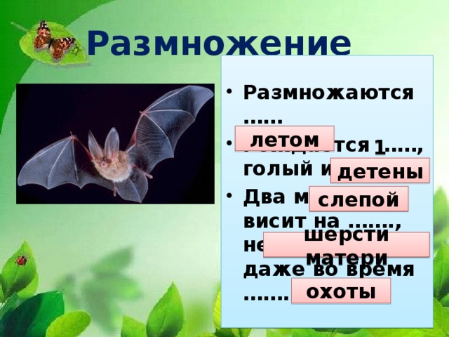 Размножение Размножаются …… Рождается ……, голый и …… Два месяца висит на ……., не отпуская даже во время ……. летом 1 детеныш слепой шерсти матери охоты 