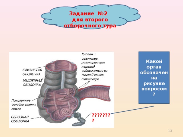 Какой орган обозначен на рисунке вопросом ? Задание №2 для второго отборочного тура ???????? 8 