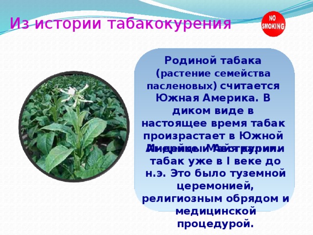 Из истории табакокурения Родиной табака  ( растение семейства пасленовых )  считается Южная Америка. В диком виде в настоящее время табак произрастает в Южной Америке и Австралии. Индейцы Майя курили табак уже в I веке до н.э. Это было туземной церемонией, религиозным обрядом и медицинской процедурой. 