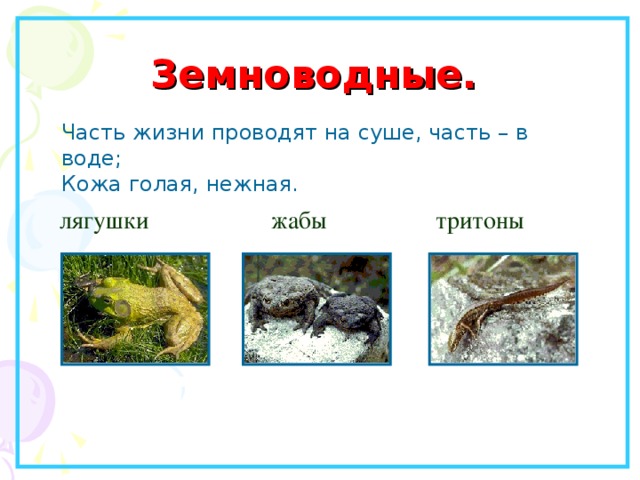 Земноводные. Часть жизни проводят на суше, часть – в воде; Кожа голая, нежная. лягушки   жабы   тритоны 