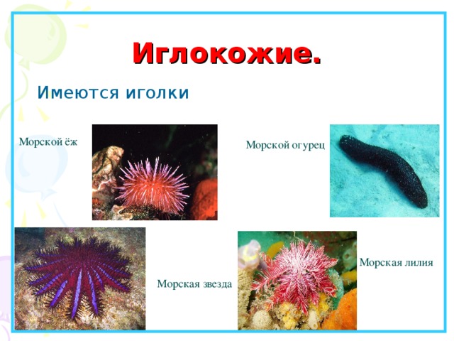 Иглокожие. Имеются иголки Морской ёж Морской огурец Морская лилия Морская звезда 