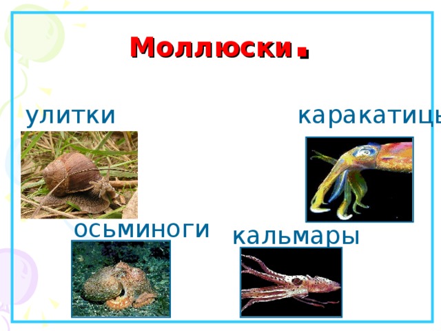 Моллюски . улитки каракатицы осьминоги кальмары 