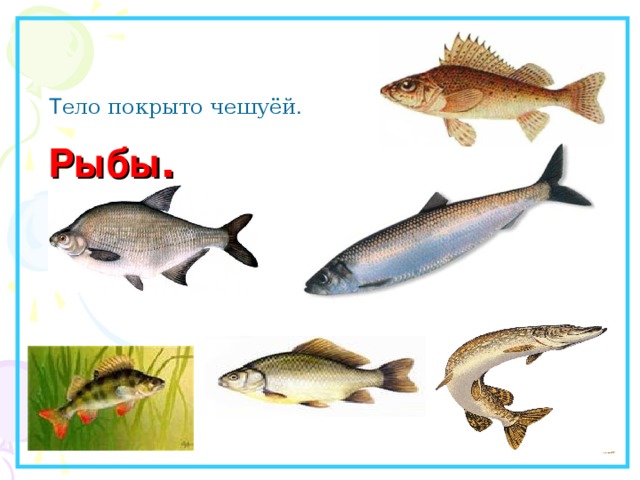    Рыбы . Т ело покрыто чешуёй . 