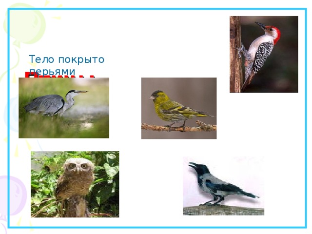    Птицы. Тело покрыто перьями 