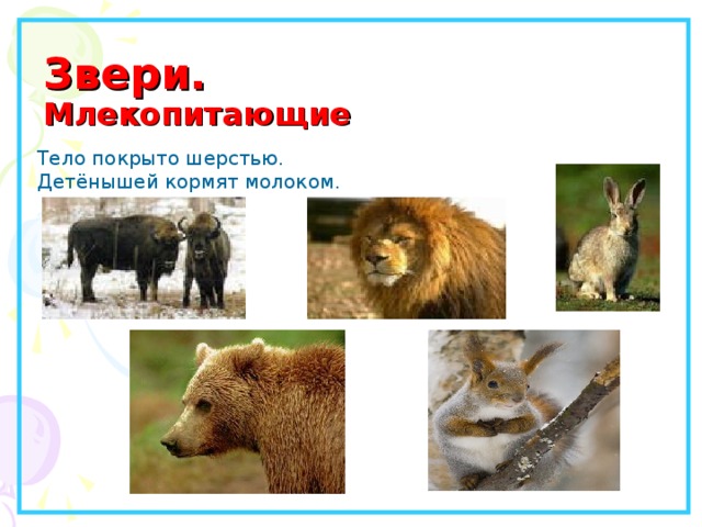 Звери.  Млекопитающие   Тело покрыто шерстью. Детёнышей кормят молоком. 