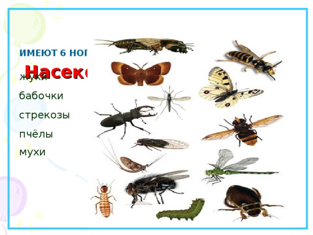   Насекомые .   ИМЕЮТ 6 НОГ. жуки бабочки стрекозы пчёлы мухи  