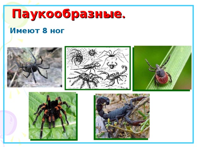 Паукообразные . Имеют 8 ног 