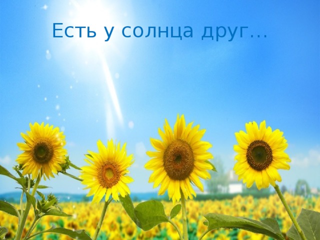 Есть у солнца друг… 