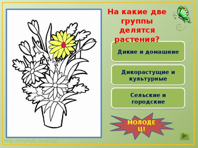 Запиши примеры культурных и дикорастущих растений семейств Тренажёр-раскраска "В царстве растений"