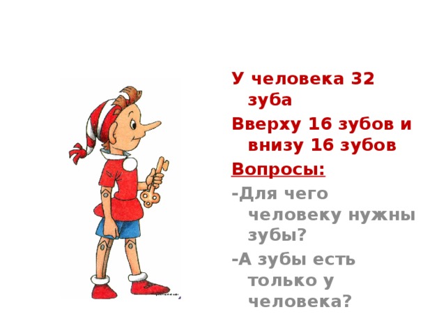 У человека 32 зуба Вверху 16 зубов и внизу 16 зубов Вопросы: -Для чего человеку нужны зубы? -А зубы есть только у человека?