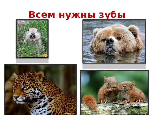 Всем нужны зубы