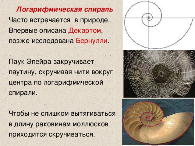 Логарифмическая спираль презентация