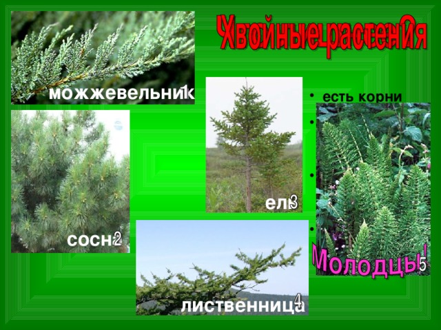 можжевельник  есть корни  есть одереве-  нелый стебель  есть листья  в виде хвоинок  нет цветов  ель ель сосна лиственница 