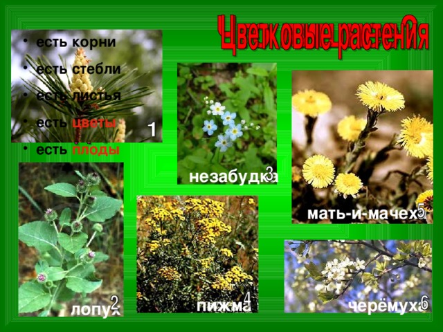  есть корни  есть стебли  есть листья  есть цветы  есть плоды незабудка мать-и-мачеха черёмуха пижма лопух 