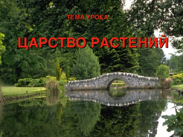 ТЕМА УРОКА: ЦАРСТВО РАСТЕНИЙ 