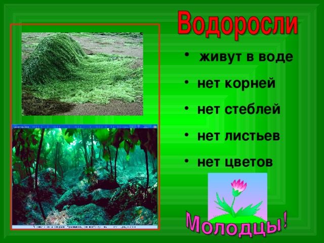  живут в воде  нет корней  нет стеблей  нет листьев  нет цветов 