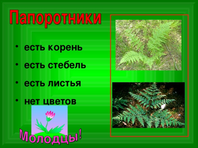  есть корень  есть стебель  есть листья  нет цветов 