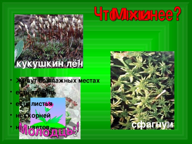 кукушкин лён  Живут во влажных местах  есть стебель  есть листья  нет корней  нет цветов сфагнум 