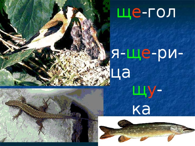 щ е -гол я- щ е -ри-ца щ у -ка 