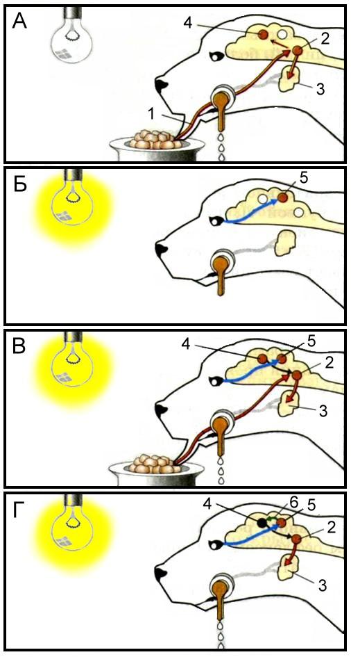 В комнате где у собаки вырабатывается слюноотделительный рефлекс на зажигание лампочки