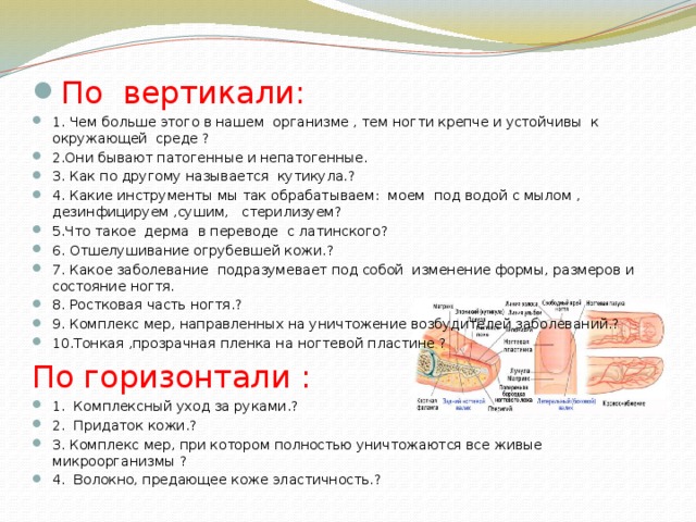 По вертикали: 1. Чем больше этого в нашем организме , тем ногти крепче и устойчивы к окружающей среде ? 2.Они бывают патогенные и непатогенные. 3. Как по другому называется кутикула.? 4. Какие инструменты мы так обрабатываем: моем под водой с мылом , дезинфицируем ,сушим, стерилизуем? 5.Что такое дерма в переводе с латинского? 6. Отшелушивание огрубевшей кожи.? 7. Какое заболевание подразумевает под собой изменение формы, размеров и состояние ногтя. 8. Ростковая часть ногтя.? 9. Комплекс мер, направленных на уничтожение возбудителей заболеваний.? 10.Тонкая ,прозрачная пленка на ногтевой пластине ? По горизонтали : 1.  Комплексный уход за руками.? 2.  Придаток кожи.? 3. Комплекс мер, при котором полностью уничтожаются все живые микроорганизмы ? 4.  Волокно, предающее коже эластичность.?  