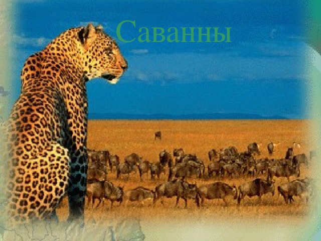 Саванны 