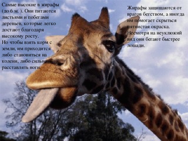 Самые высокие в жирафы (до 6 м. ). Они питаются листьями и побегами деревьев, которые легко достают благодаря высокому росту. Но чтобы взять корм с земли, им приходится либо становиться на колени, либо сильно расставлять ноги. Жирафы защищаются от врагов бегством, а иногда им помогает скрыться пятнистая окраска. Несмотря на неуклюжий вид они бегают быстрее лошади. 