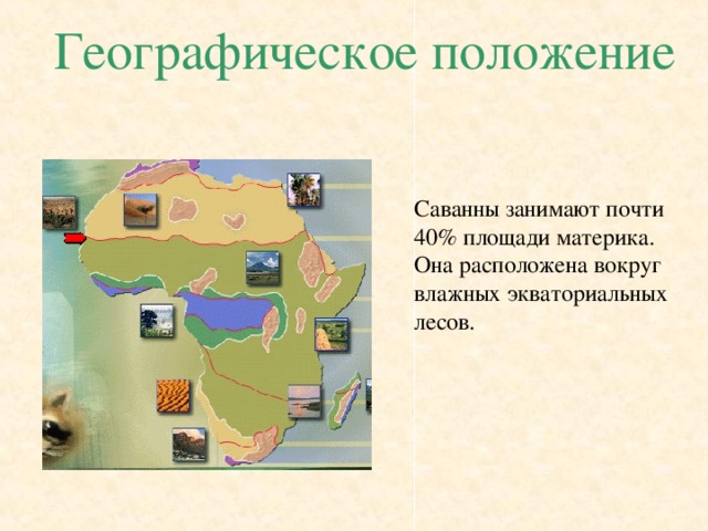 Географическое положение Саванны занимают почти 40% площади материка. Она расположена вокруг влажных экваториальных лесов. 